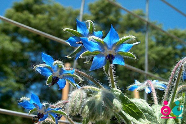گل گاو زبان چای محبوب اروپایی ها