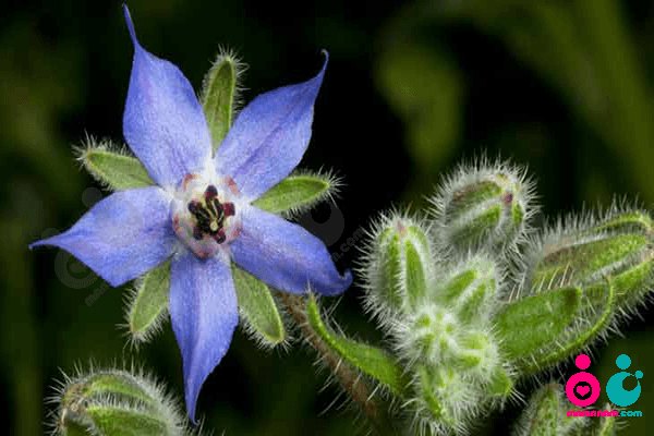 گل گاو زبان چای محبوب اروپایی ها