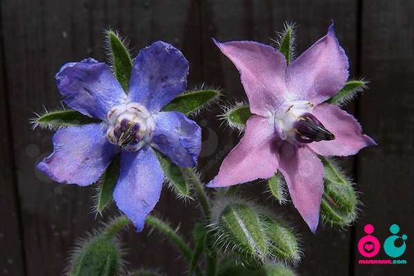 گل گاو زبان چای محبوب اروپایی ها