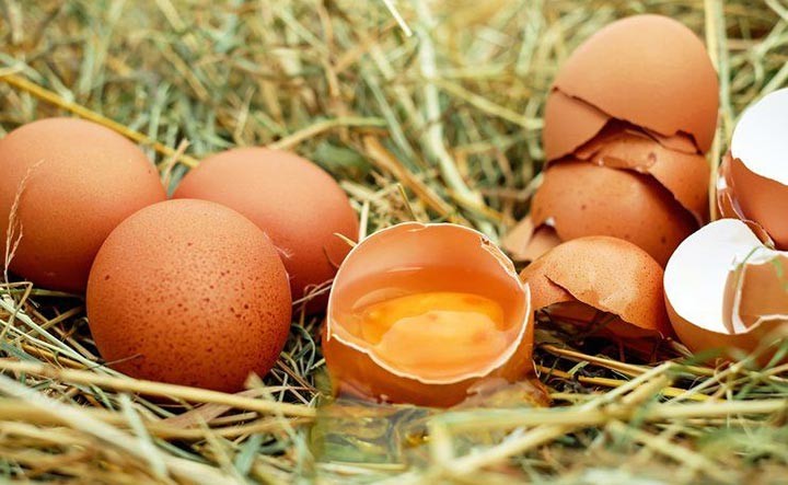 b2ap3 large Interesting Facts About Salmonella Bacteria