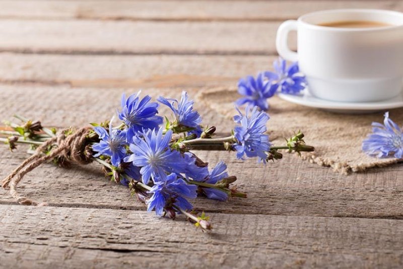 آیا خوردن کاسنی در بارداری مضر است؟