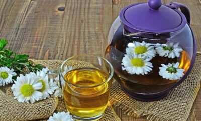 آیا مصرف چای گل داودی در بارداری ضرر دارد؟