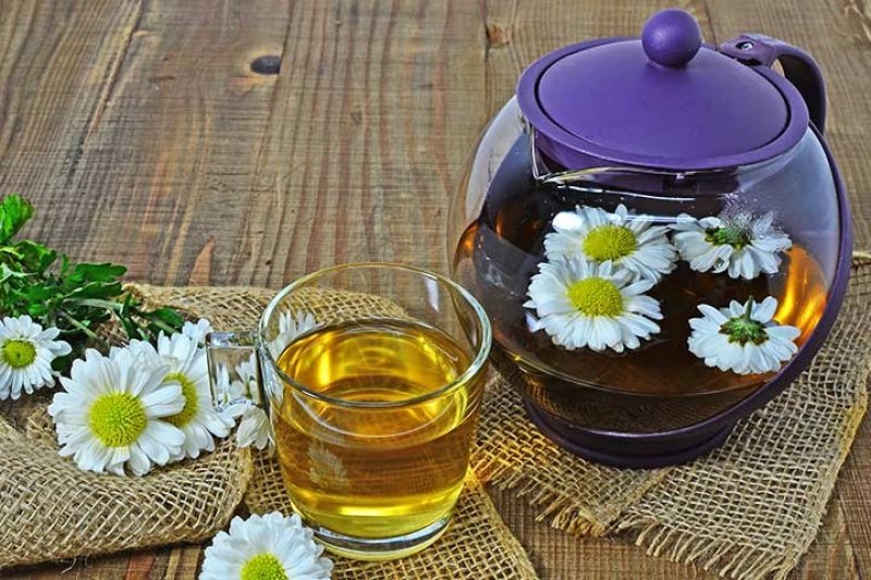 آیا مصرف چای گل داودی در بارداری ضرر دارد؟