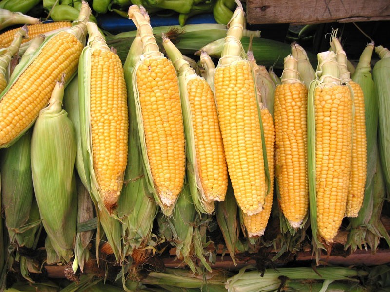 b2ap3 large Corn