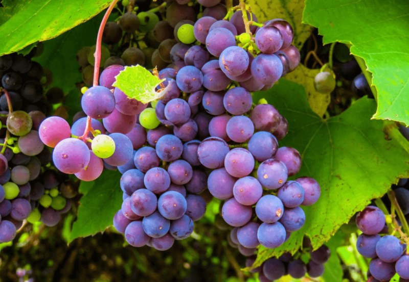 b2ap3 large Fruit Sap