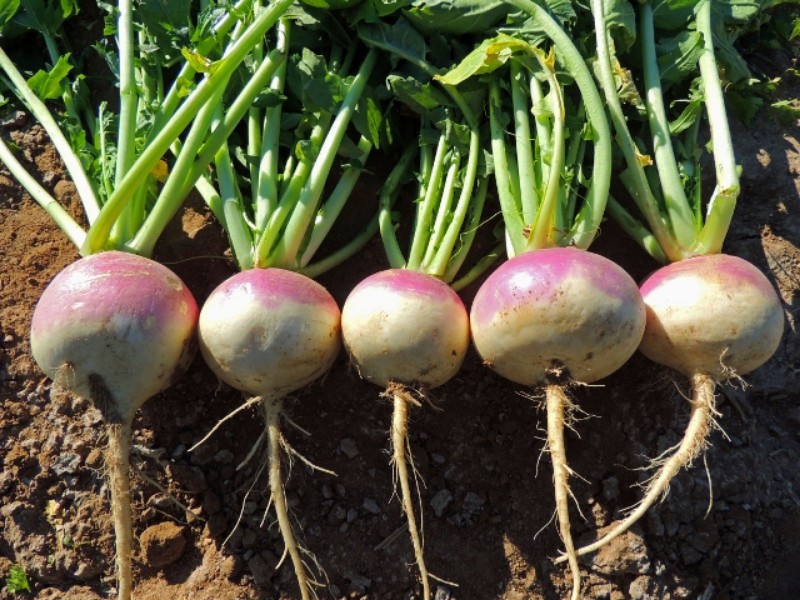 b2ap3 large turnip 2