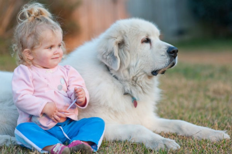 b2ap3 large baby great pyr
