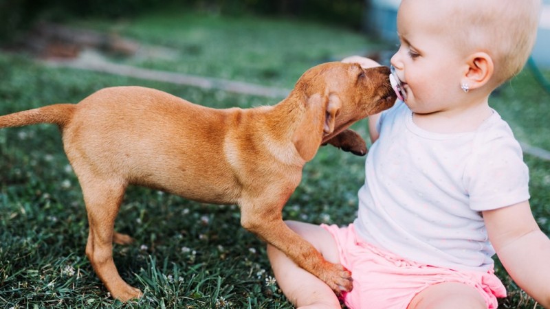 b2ap3 large can my pet make my baby sick 1280x960 1024x576 1508514109