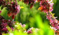 طراحی و بازسازی باغچه چهار فصل برای تمام فصول سال