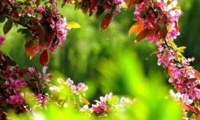 طراحی و بازسازی باغچه چهار فصل برای تمام فصول سال